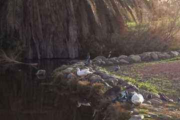 Imagen de los patos captadas este lunes 31 de enero en el Parque de las Mil Palmeras/TA.